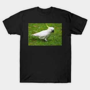 Cockatoo Walk T-Shirt